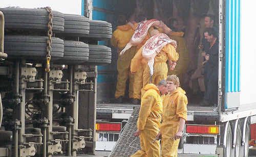Pork carcasses from the Wickham Freight Lines truck involved in the accident were transferred to another refrigerated truck. Pork carcasses from the Wickham Freight Lines truck involved in the accident were transferred to another refrigerated truck.